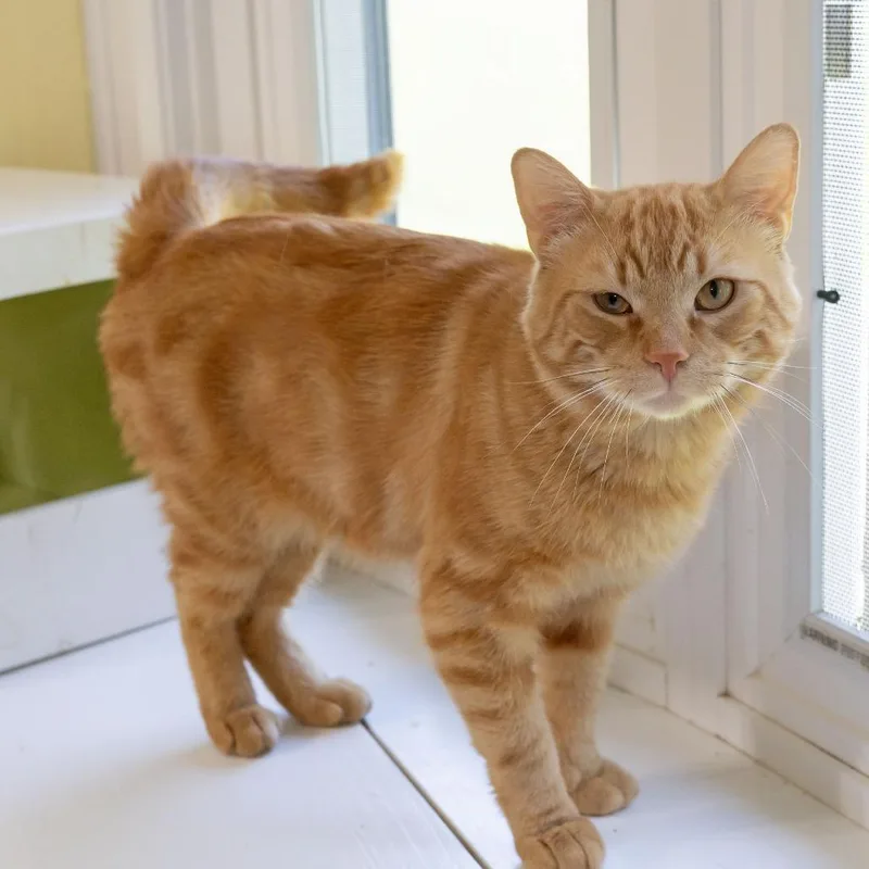 Chester Copperpot thumbnail 3