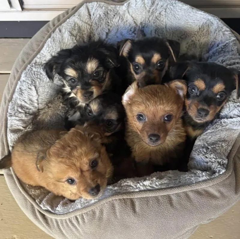 Jellybean thumbnail 2