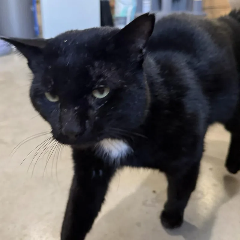 A young medium-sized male Domestic Short Hair cat named Jet for adoption in Saint Cloud, MN