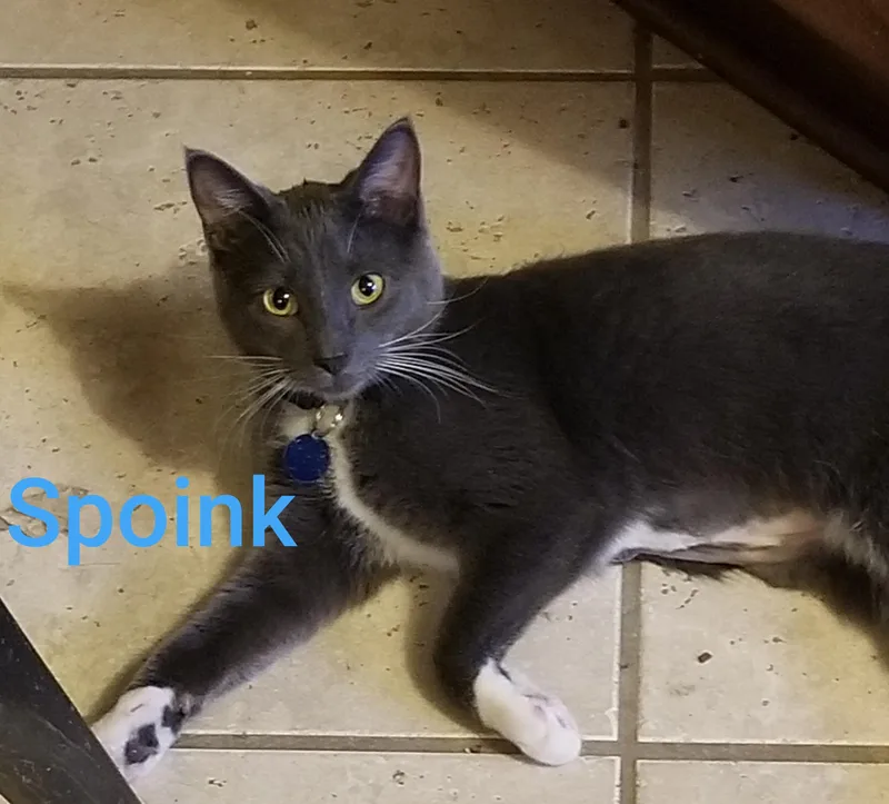 Spoink