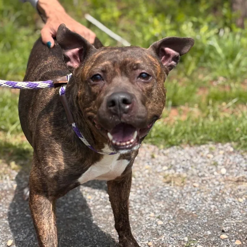 An adult large-sized female Brindle Pit Bull Terrier dog named Penelope for adoption in York, PA