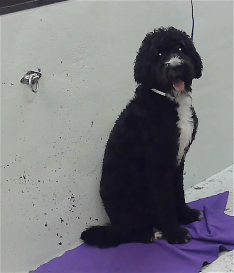 An adult large-sized male Poodle dog named Hunter for adoption in Houston, TX