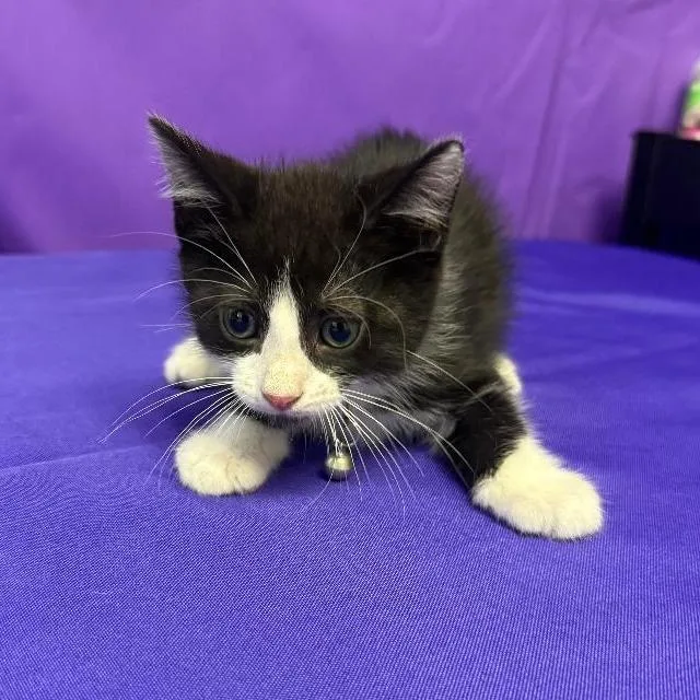 A baby small-sized male Black Domestic Short Hair cat named Mj for adoption in North Myrtle Beach, SC