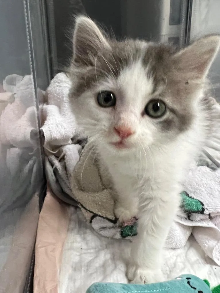 A baby medium-sized female Domestic Medium Hair cat named Stevie Nicks for adoption in San Antonio, TX