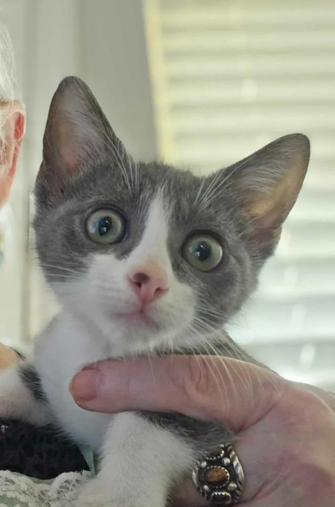 A baby small-sized female Domestic Short Hair cat named Ziggy for adoption in New Braunfels, TX