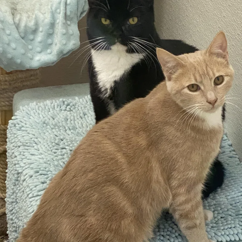 An adult medium-sized male Tabby (Orange / Red) Domestic Short Hair cat named Lansing for adoption in Stanwood, WA