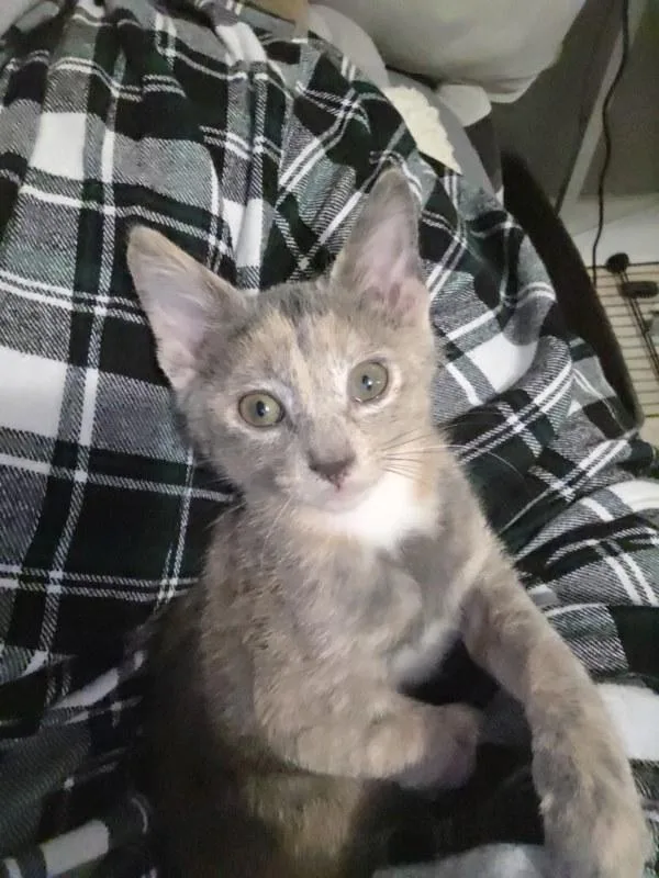 A baby small-sized female Domestic Short Hair cat named Great White for adoption in Bonsall, CA