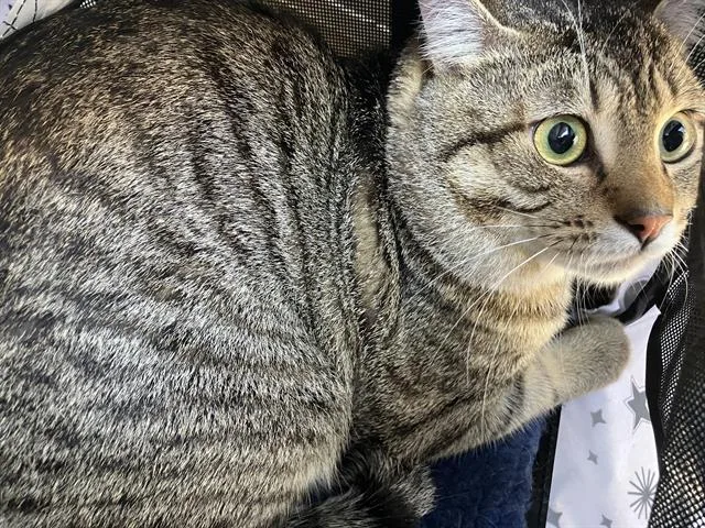 A young medium-sized male Domestic Short Hair cat named Malachite for adoption in Dallas, TX