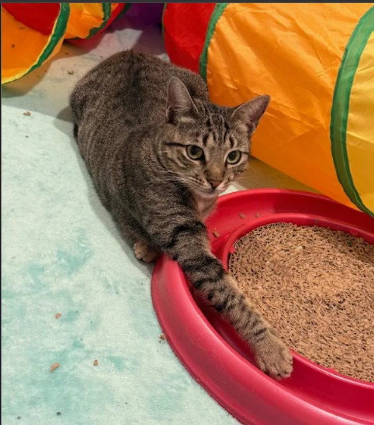 A young medium-sized female Domestic Short Hair cat named Meetsy for adoption in Herndon, VA