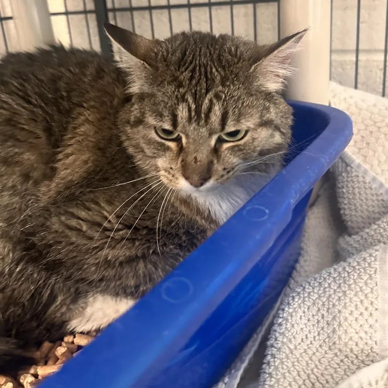 An adult medium-sized female Brown / Chocolate Domestic Short Hair cat named Nala for adoption in Rocky Mount, VA