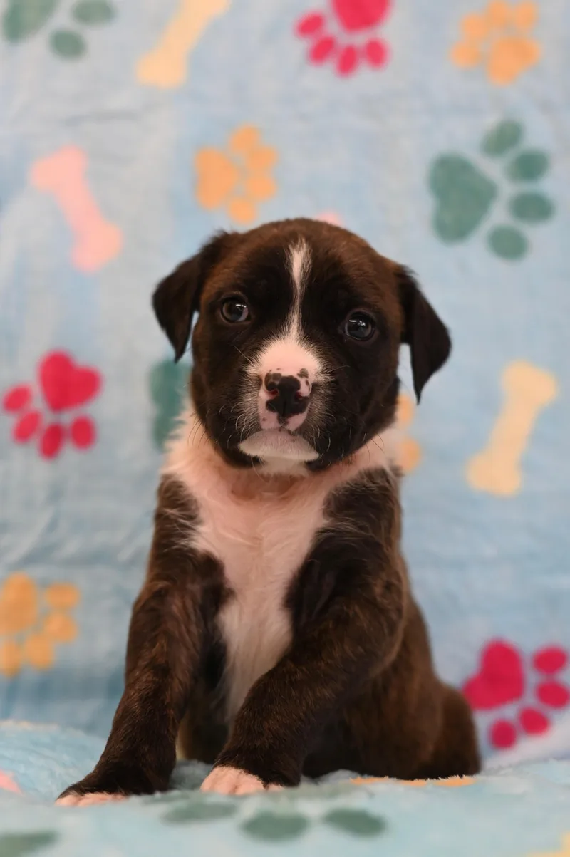 A baby medium-sized male Bulldog dog named Blue Jay for adoption in Miami, FL