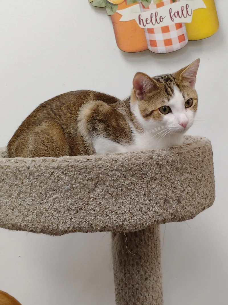 A baby medium-sized male Tabby cat named Petey for adoption in Rock Hill, SC