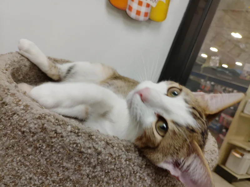 Petey thumbnail 2