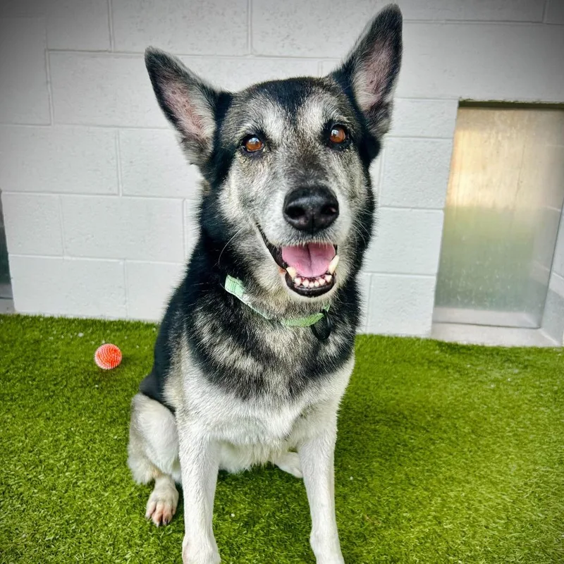 An adult medium-sized female Black Mixed Breed dog named Saphira for adoption in Englewood, FL