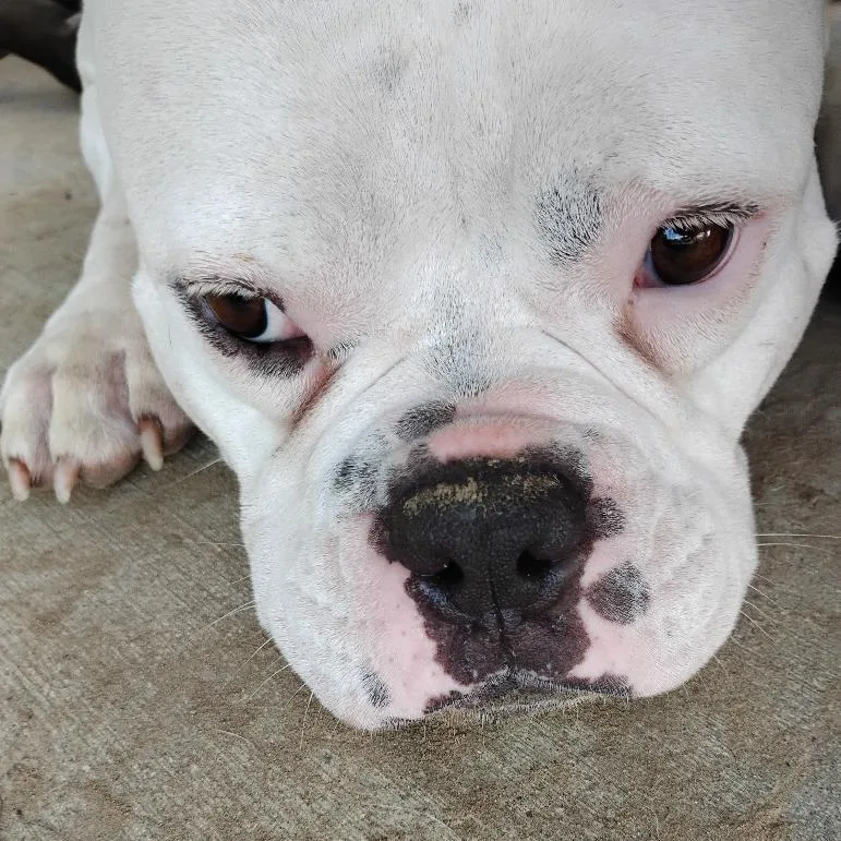 An adult medium-sized female White / Cream American Bulldog dog named Juliet for adoption in Baytown, TX