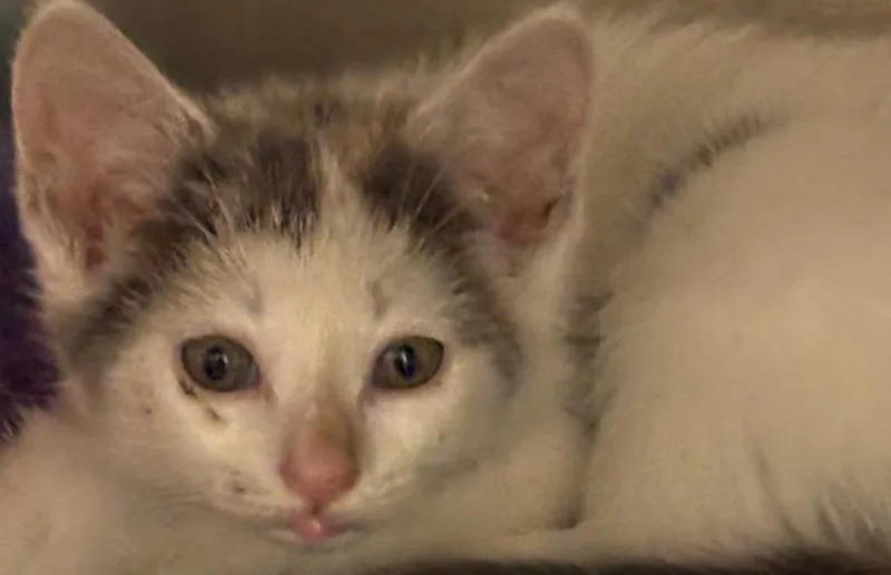 A baby small-sized female Domestic Short Hair cat named Marny for adoption in Elizabethton, TN