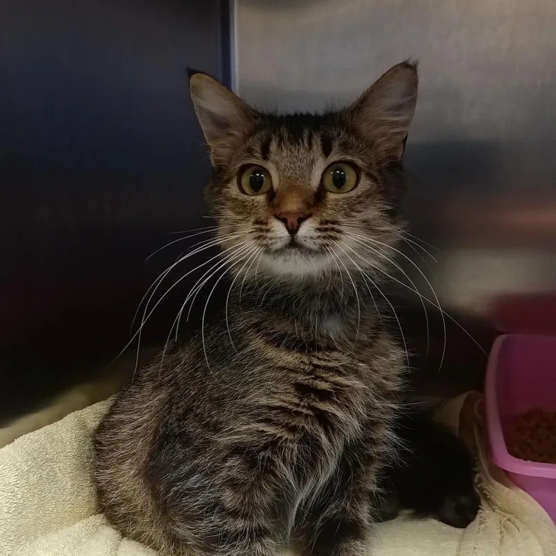 An adult medium-sized female Domestic Short Hair cat named April for adoption in Lake Jackson, TX