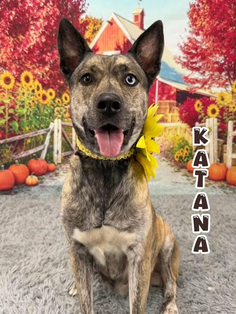 An adult medium-sized female Shepherd dog named Katana for adoption in Flint, MI