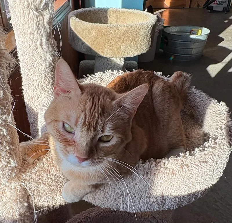 A senior medium-sized male Domestic Short Hair cat named Chip for adoption in Dalzell, IL