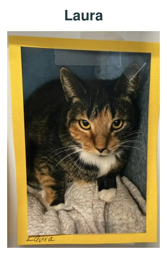 An adult medium-sized female Domestic Short Hair cat named Laura for adoption in Richland Center, WI