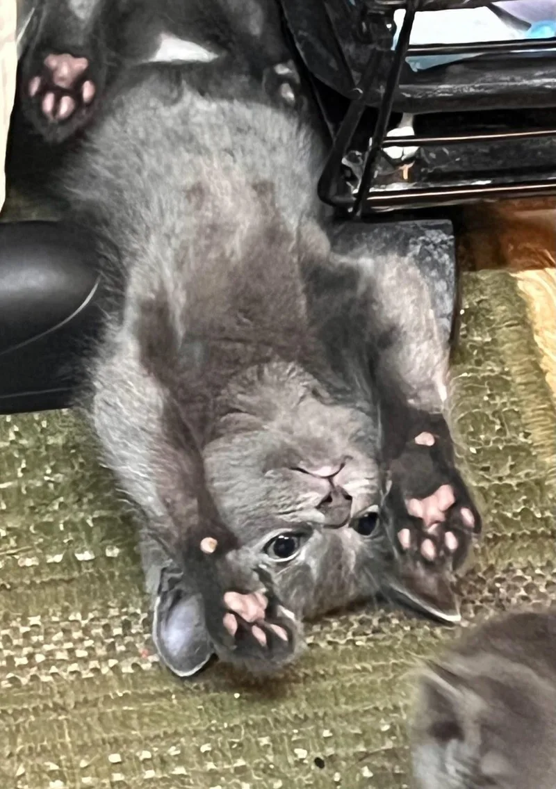 A baby small-sized male Domestic Short Hair cat named Willow for adoption in South Pasadena, CA