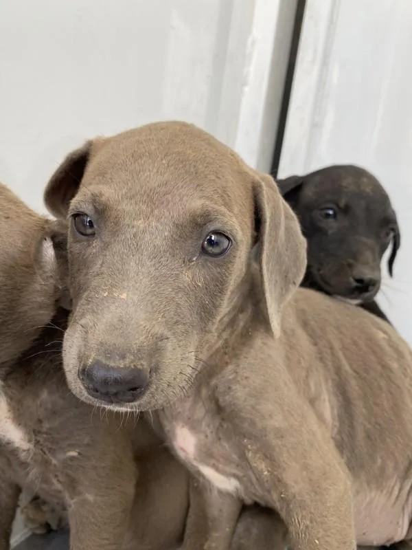 Brie