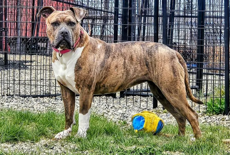 An adult medium-sized female Pit Bull Terrier dog named Edith for adoption in Leadville, CO