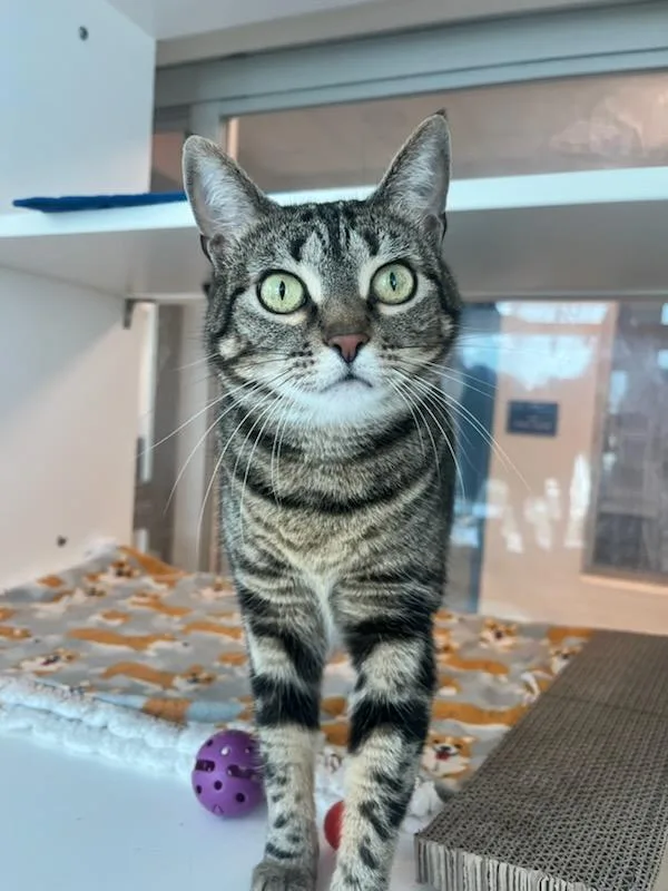 An adult medium-sized female Tabby (Brown / Chocolate) Domestic Short Hair cat named Firefly for adoption in Manassas, VA