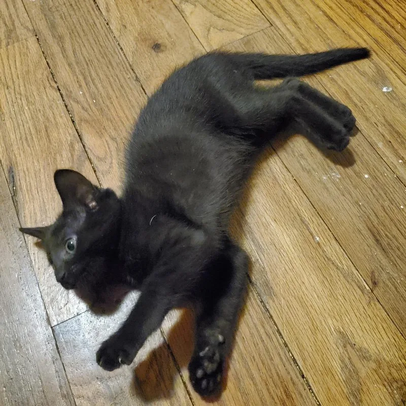 A baby small-sized female Black Domestic Short Hair cat named Chocolate for adoption in Granville, OH