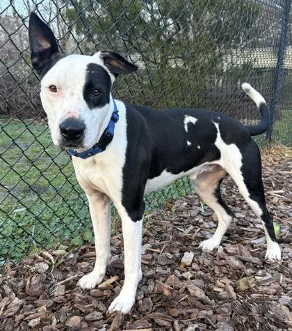 An adult medium-sized male Terrier dog named Bones for adoption in Palm Coast, FL