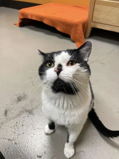 An adult medium-sized male Domestic Short Hair cat named Puffin for adoption in Bellingham, WA