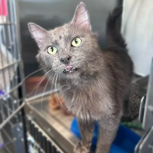 An adult medium-sized male Gray / Blue / Silver Domestic Medium Hair cat named Ash for adoption in Davenport, IA