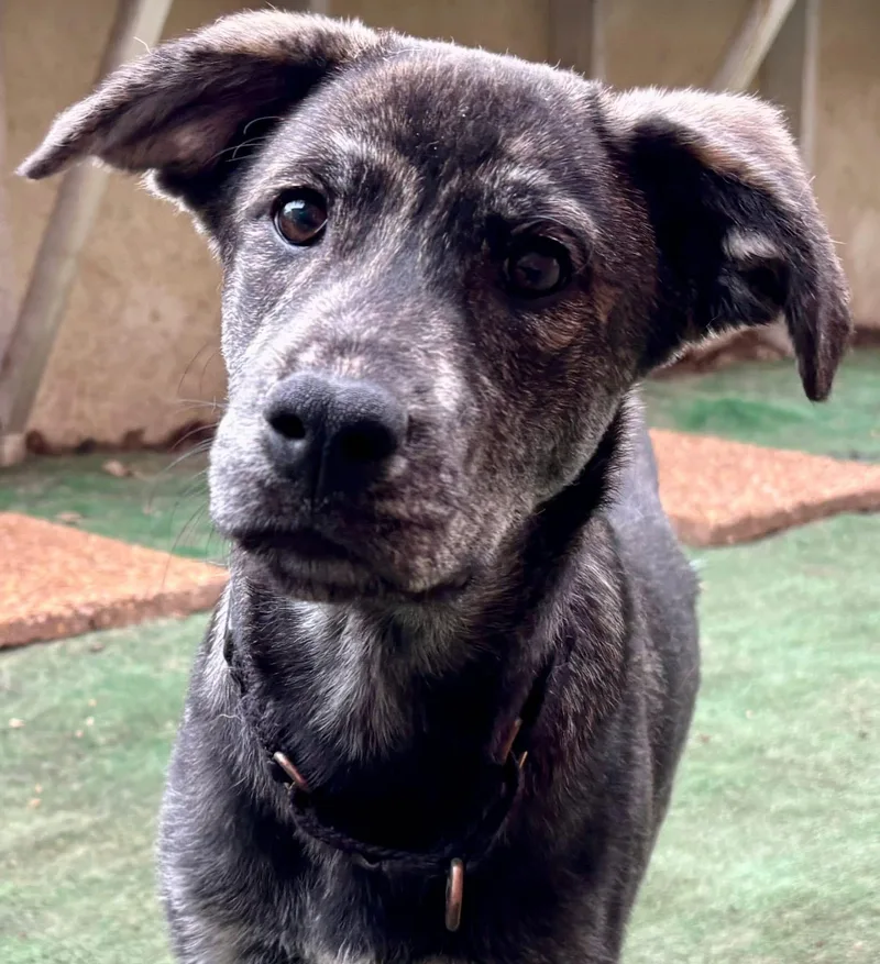 A baby medium-sized male Brindle Catahoula Leopard Dog dog named Mylo for adoption in Orland Park, IL