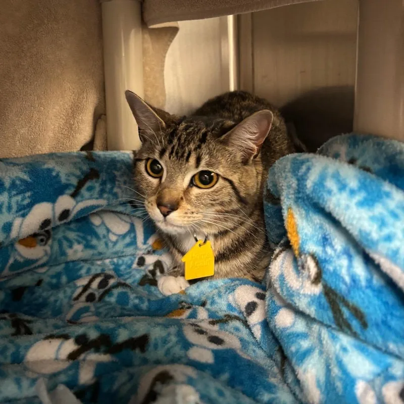 A young small-sized female Brown / Chocolate Domestic Short Hair cat named Zelda for adoption in Springfield, MA