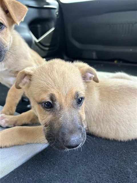 A baby small-sized male Black Mouth Cur dog named Johan for adoption in San Antonio, TX