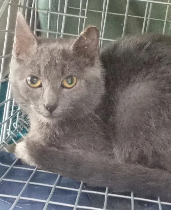 A young medium-sized male Gray / Blue / Silver Domestic Short Hair cat named Tundra for adoption in Cookeville, TN