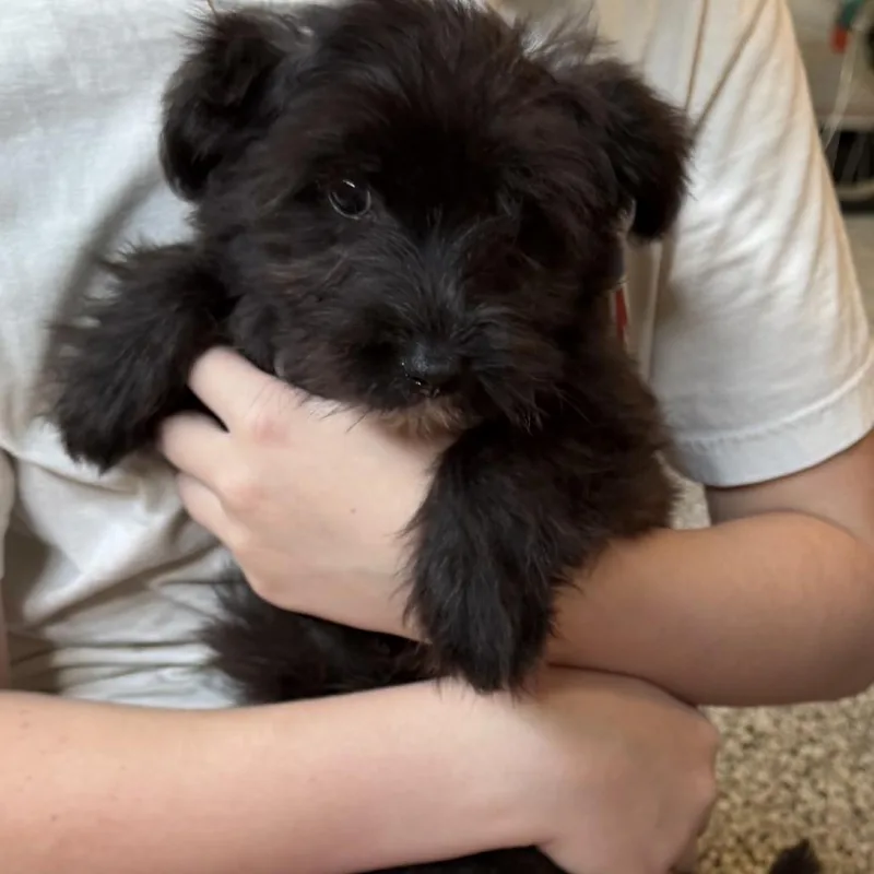 A baby small-sized female Black Tibetan Terrier dog named Tulip for adoption in Santa Fe, TX
