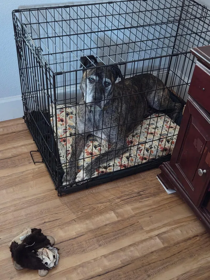An adult medium-sized male Mixed Breed dog named Fabian for adoption in Battle Ground, WA