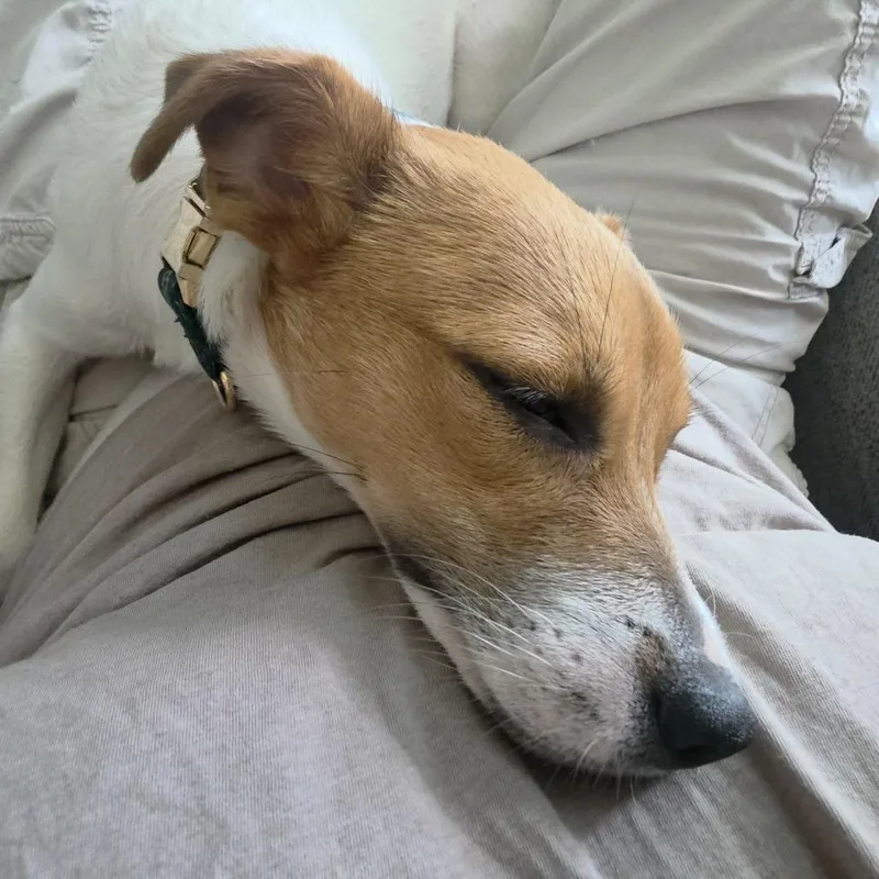 A young small-sized female White / Cream Jack Russell Terrier dog named Winifred D for adoption in Minnetonka, MN