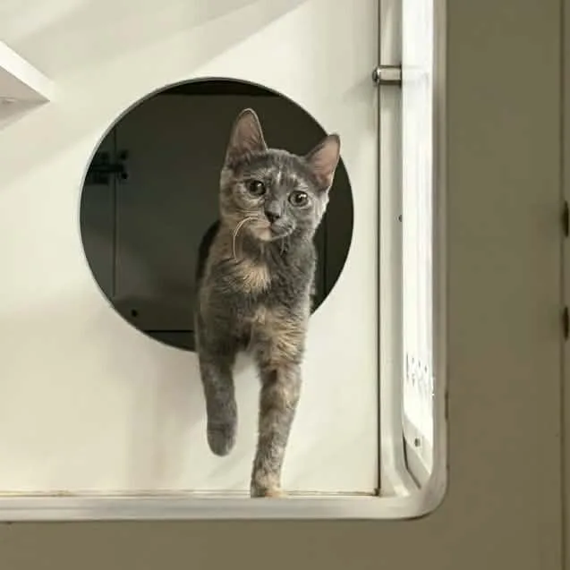 Wigglytuff thumbnail 2