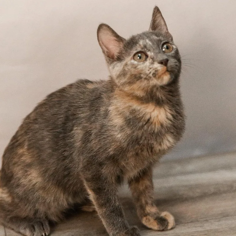 Wigglytuff thumbnail 3