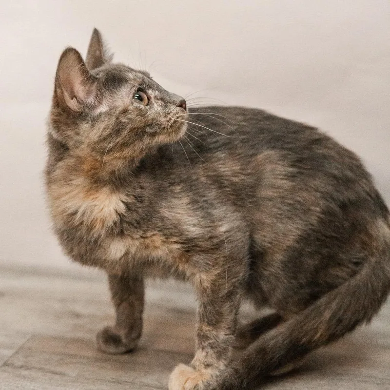 Wigglytuff thumbnail 4