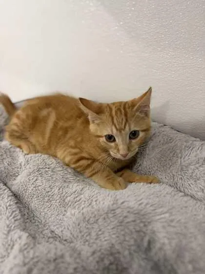 A young small-sized male Domestic Short Hair cat named McCartney for adoption in Mount Pleasant, IA