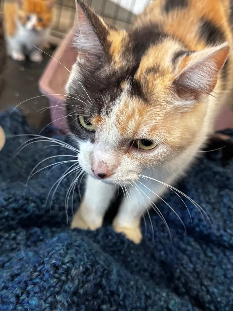 A young small-sized female Calico cat named Angelica for adoption in Charlotte, MI