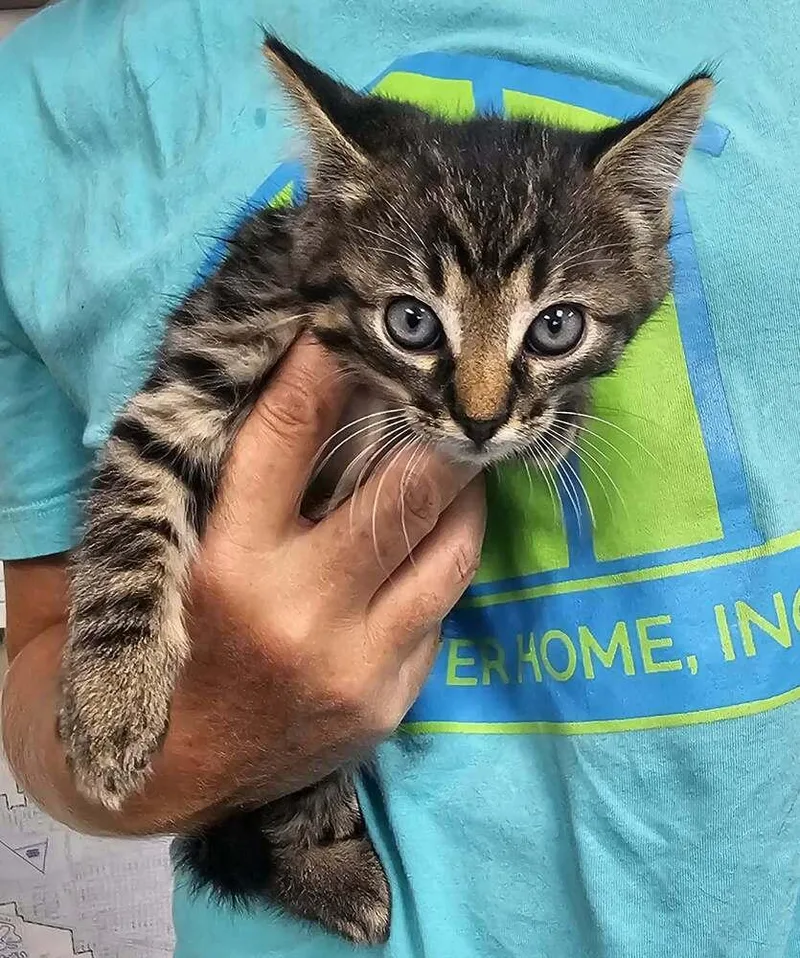 A baby small-sized male Domestic Short Hair cat named Elwood for adoption in Fremont, NE