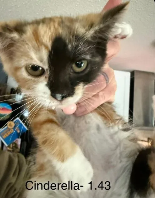 A baby medium-sized female Domestic Short Hair cat named Cinderella for adoption in Johnson City, TN