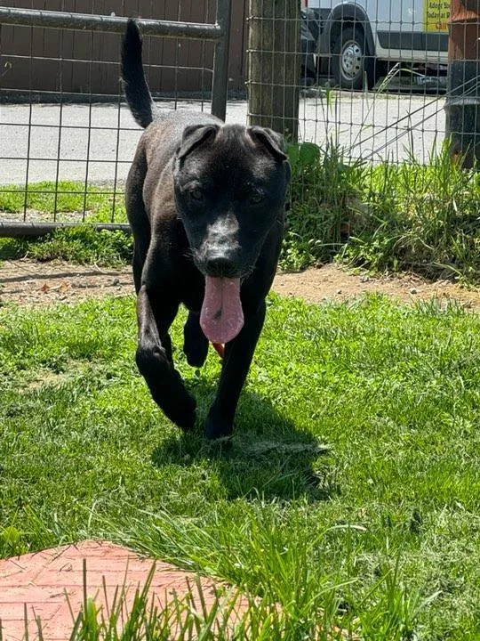 Black Stone thumbnail 2