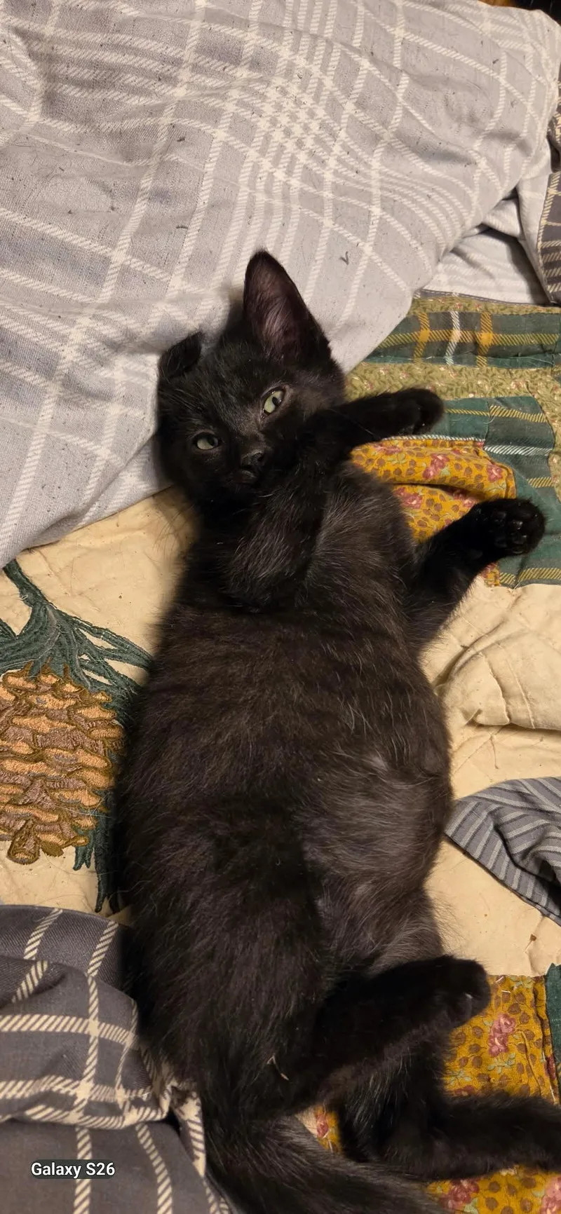 A baby medium-sized female Black Domestic Short Hair cat named Bunny Biscuit for adoption in Martinsville, IN