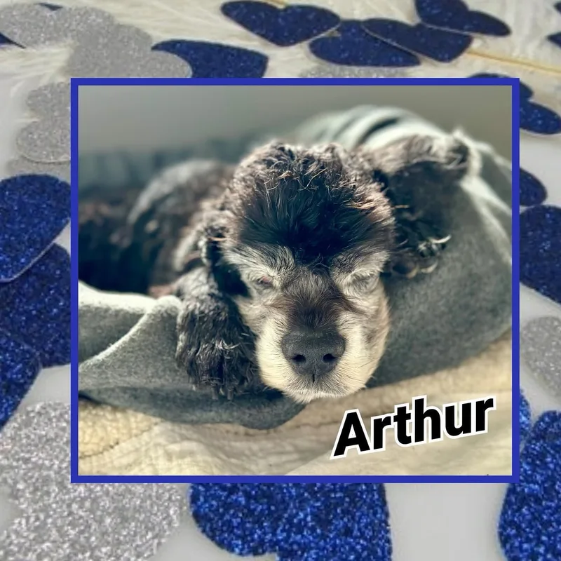 A senior small-sized male Black Cocker Spaniel dog named Arthur for adoption in Raleigh, NC
