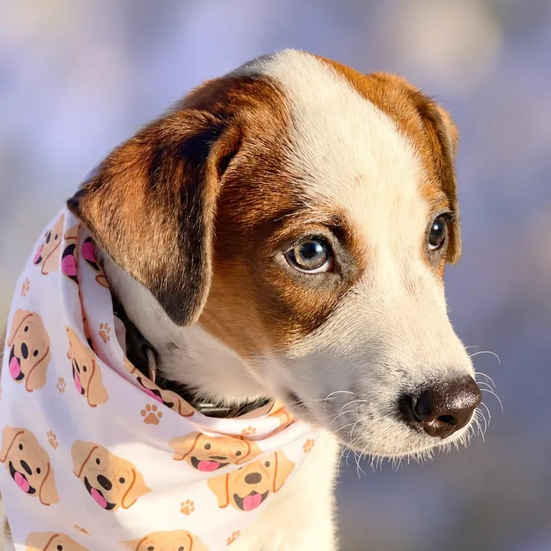 A baby small-sized male Red / Chestnut / Orange Beagle dog named Magic for adoption in Boerne, TX